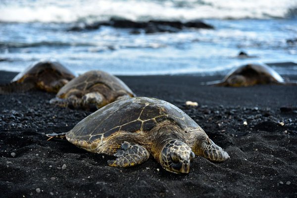Quels sont les meilleurs spots pour observer les tortues marines aux Maldives?